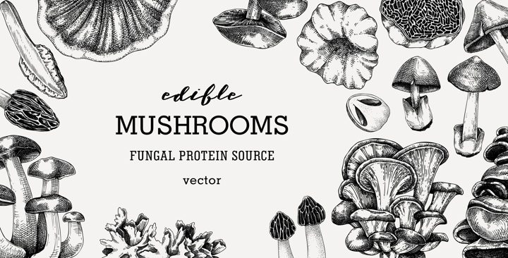 Edible mushrooms vector background. Vintage autumn forest plant frame. Fall banner design with hand drawn fungi sketches. Healthy food, fungal protein vector illustration for print and packaging